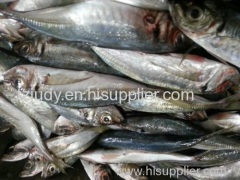 horse mackerel scad 18cm Africa market frozen seafood