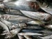 horse mackerel scad FAO 61 Trachurus japonicus