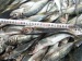 horse mackerel scad 18cm Africa market frozen seafood