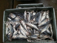 Sell buy horse mackerel scad FAO 61 Trachurus japonicus