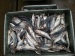 horse mackerel scad 18cm Africa market frozen seafood
