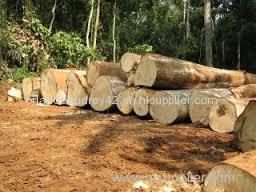 Timber logs and sawn timber