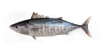 Frozen Tuna Sarda Sarda Orientails FAO 61 China supplier tzjudy