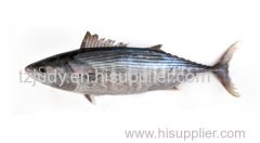 Frozen Tuna Sarda Sarda Orientails FAO 61 China supplier tzjudy