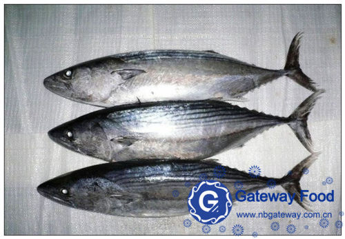 Frozen Bonito (Sarda Sarda)