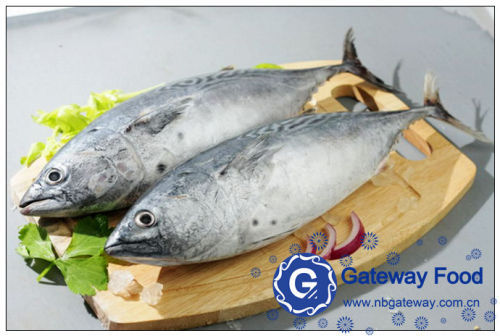 Frozen Bonito (Auxis Thazard)