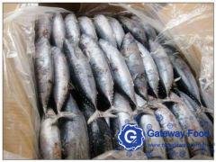 Frozen Bonito (Auxis Thazard)