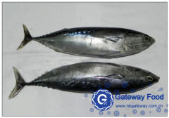 Frozen Bonito (Auxis Thazard)