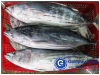 Frozen Skipjack Tuna (Katsuwonus Pelamis)