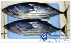 Frozen Skipjack Tuna (Katsuwonus Pelamis)