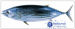 Frozen Skipjack Tuna (Katsuwonus Pelamis)