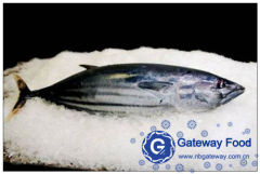 Frozen Skipjack Tuna (Katsuwonus Pelamis)