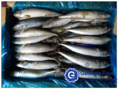 Frozen Mackerel WR (Scomber japonicus)