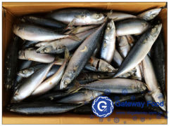 Frozen Mackerel WR (Scomber japonicus)