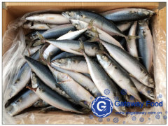 Frozen Mackerel WR (Scomber japonicus)