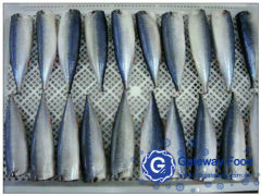 Frozen Mackerel HGT (Scomber japonicus)