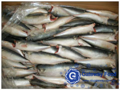 Frozen Mackerel HGT (Scomber japonicus)