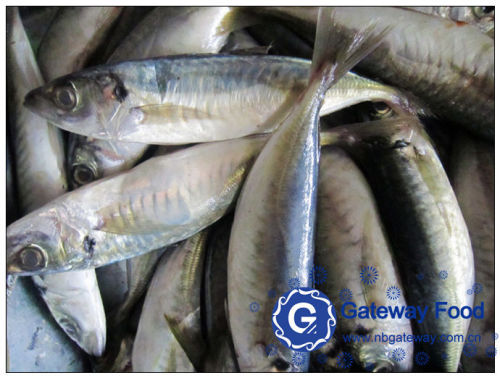 Frozen Horse Mackerel (Trachurus japonicus)