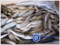 Frozen Horse Mackerel (Trachurus japonicus)