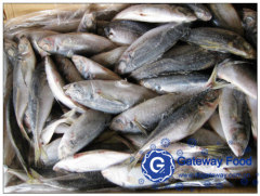 Frozen Horse Mackerel (Trachurus japonicus)