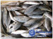 Frozen Horse Mackerel (Trachurus japonicus)