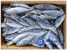 Frozen Horse Mackerel (Trachurus japonicus)