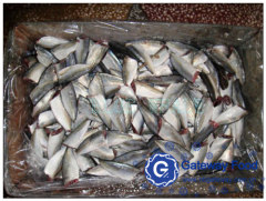 Frozen Horse Mackerel HGT (Trachurus japonicas)