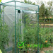 Tomato Greenhouse serre tomato