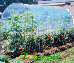 Tomato Greenhouse serre tomato