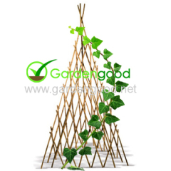 bamboo pyramid bambou pyramide