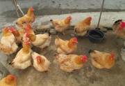 Poultry Production 1