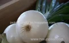 Fresh Onion crop for sale at good rpices