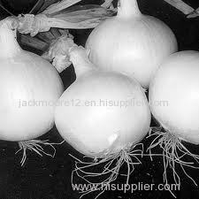 Fresh Onion at moderate prices