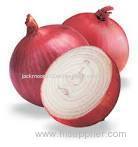 Fresh Big Onion for your home