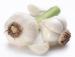 fresh African garlic at good prices
