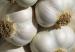 Fresh Land Plant Garlics for sale