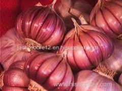 Fresh Land Plant Garlics for sale
