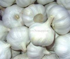 Fresh Land Plant Garlics for sale