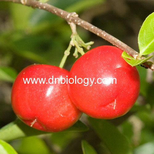 Barbados cherry extract VC China Barbados cherry