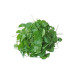 Centella Asiatica Extract Gotu Kola Extract China