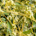 Dodder Seed P.E extract China Dodder Seed P.E extract