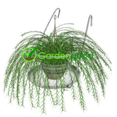 hanging basket corbeille fleur