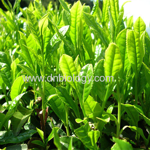 Green tea extract China green tea extract Tea Polyphenols≥25% ≥98%