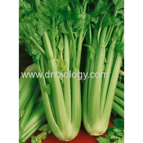 celery seed extract China celery seed extract