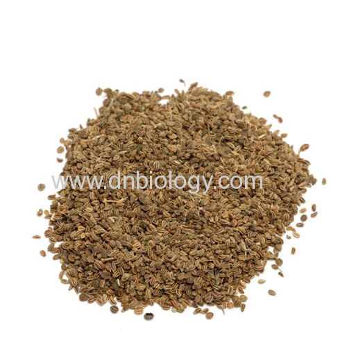 celery seed extract China celery seed extract