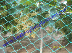 ANTI BIRD POND NET NETTING PROTECTION PLANTS VEG CROPS FRUIT GARDEN FINE MESH