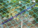 Mesh Anti Bird Mist Net Prevent Agricultural Orchard Protect Bird Damage