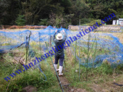 ANTI BIRD POND NET NETTING PROTECTION PLANTS VEG CROPS FRUIT GARDEN FINE MESH