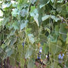 vegetable nets cucumber net loofah net beans net for climbing plants