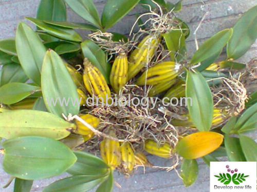 Noble Dendrobium Extract Flavones 5%,10 % Alkaloids 3%, 5% China Noble Dendrobium Extract